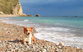 Dog-friendly beaches near Weymouth