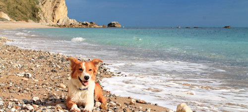 Dog-friendly beaches near Weymouth