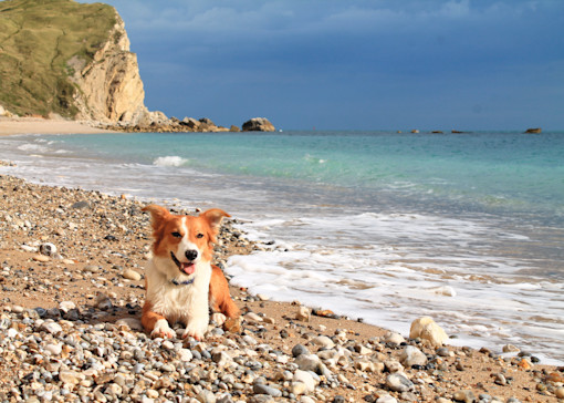 Dog-friendly beaches near Weymouth