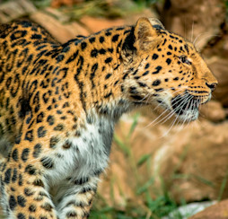 Colchester Zoo