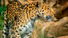 Colchester Zoo