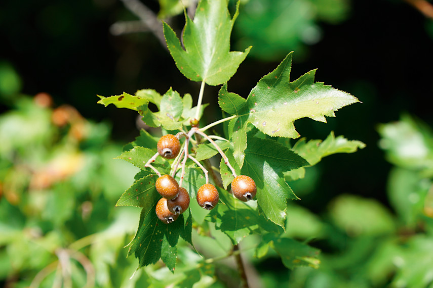 Belfairs Nature Discovery Centre, Southend-on-Sea