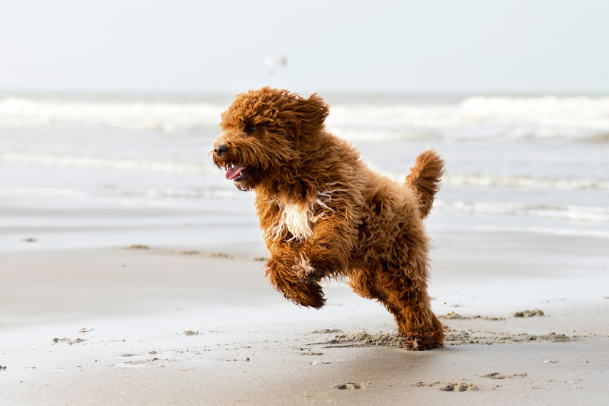 Dog-friendly Aberaeron beaches 