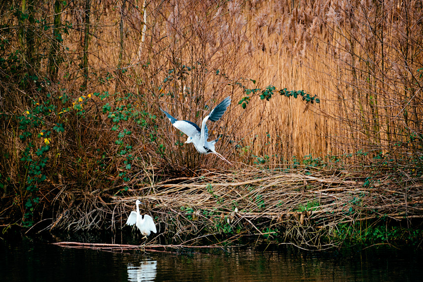 Fingringhoe Wick Nature Discovery Park, near Colchester