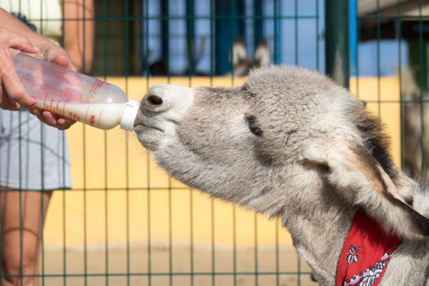 5. Radcliffe Donkey Sanctuary 