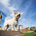Bark Yard