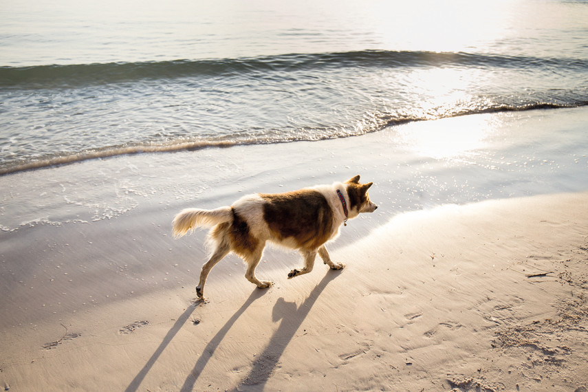 Dog-friendly beaches 