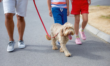 Dog Friendly Holidays in Blackpool