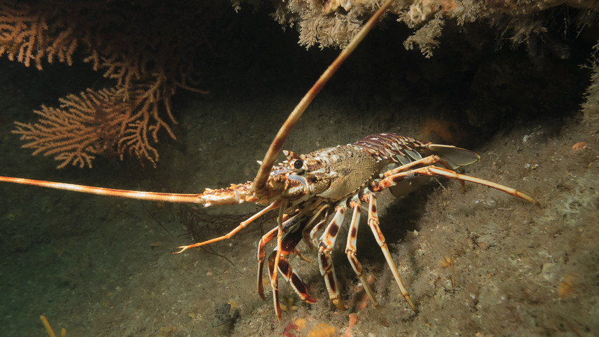 National Lobster Hatchery 