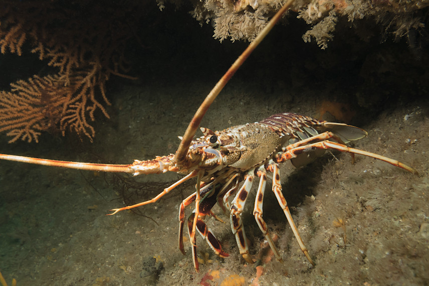 National Lobster Hatchery