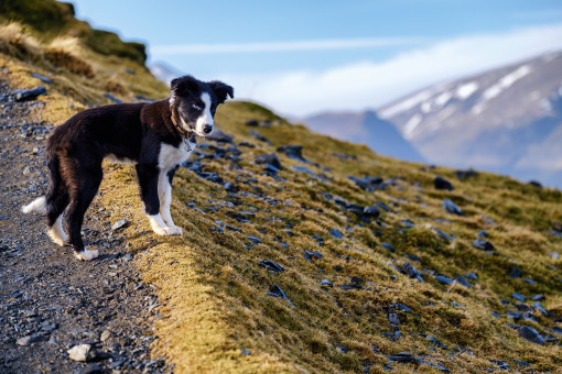 Dog-friendly things to do in the Lake District