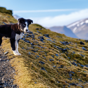 Dog-friendly things to do in the Lake District