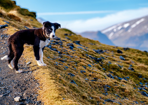 Dog-friendly things to do in the Lake District