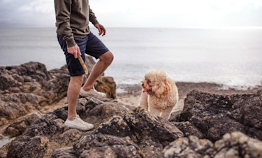 Dog Friendly Holidays in North Wales