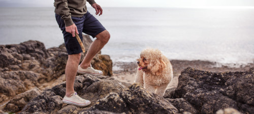 Dog Friendly Holidays in North Wales