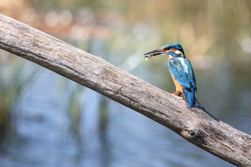 Teifi Marshes