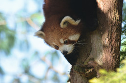 Red Panda at Paignton Zoo