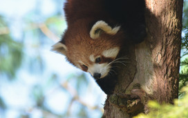 Red Panda at Paignton Zoo