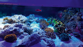 SEA LIFE Blackpool