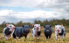 Hasty’s Adventure Farm