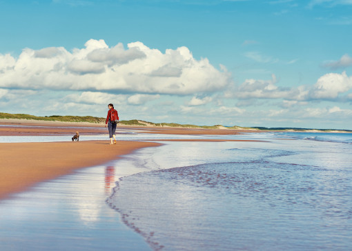 Dog-friendly beaches in Northumberland