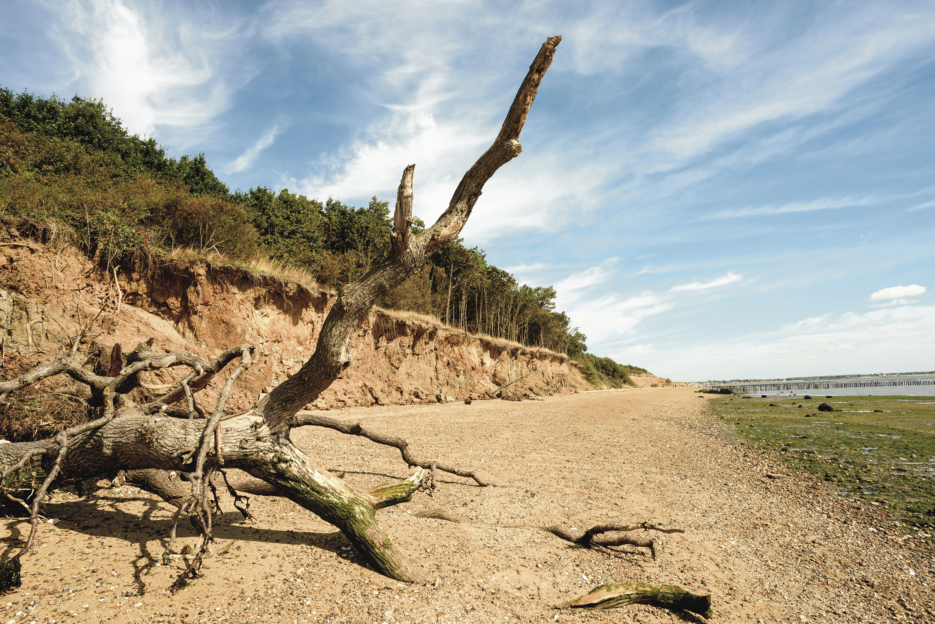 is mersea island dog friendly