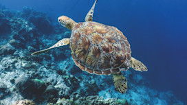 SEA LIFE Adventure Park