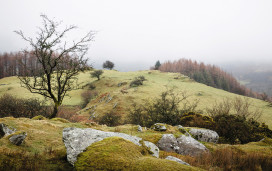 Gwydyr Forest near Betws-y-Coed in North Wales
