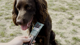 A spaniel dog is introduced to Sir Woofchester's doggy bar snacks.