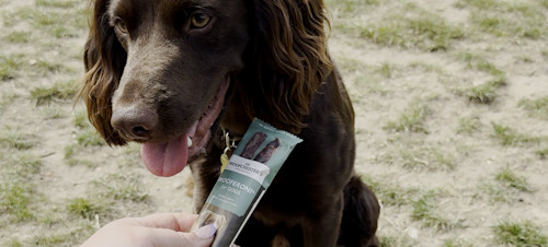 A spaniel dog is introduced to Sir Woofchester's doggy bar snacks.