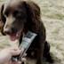 A spaniel dog is introduced to Sir Woofchester's doggy bar snacks.