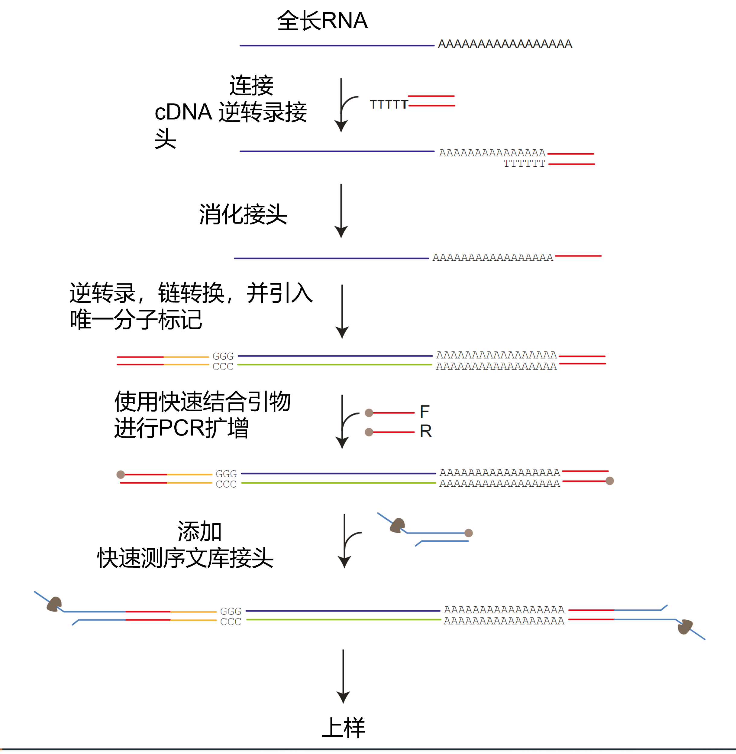 Chinese SQK-PCS111 Kit Workflow