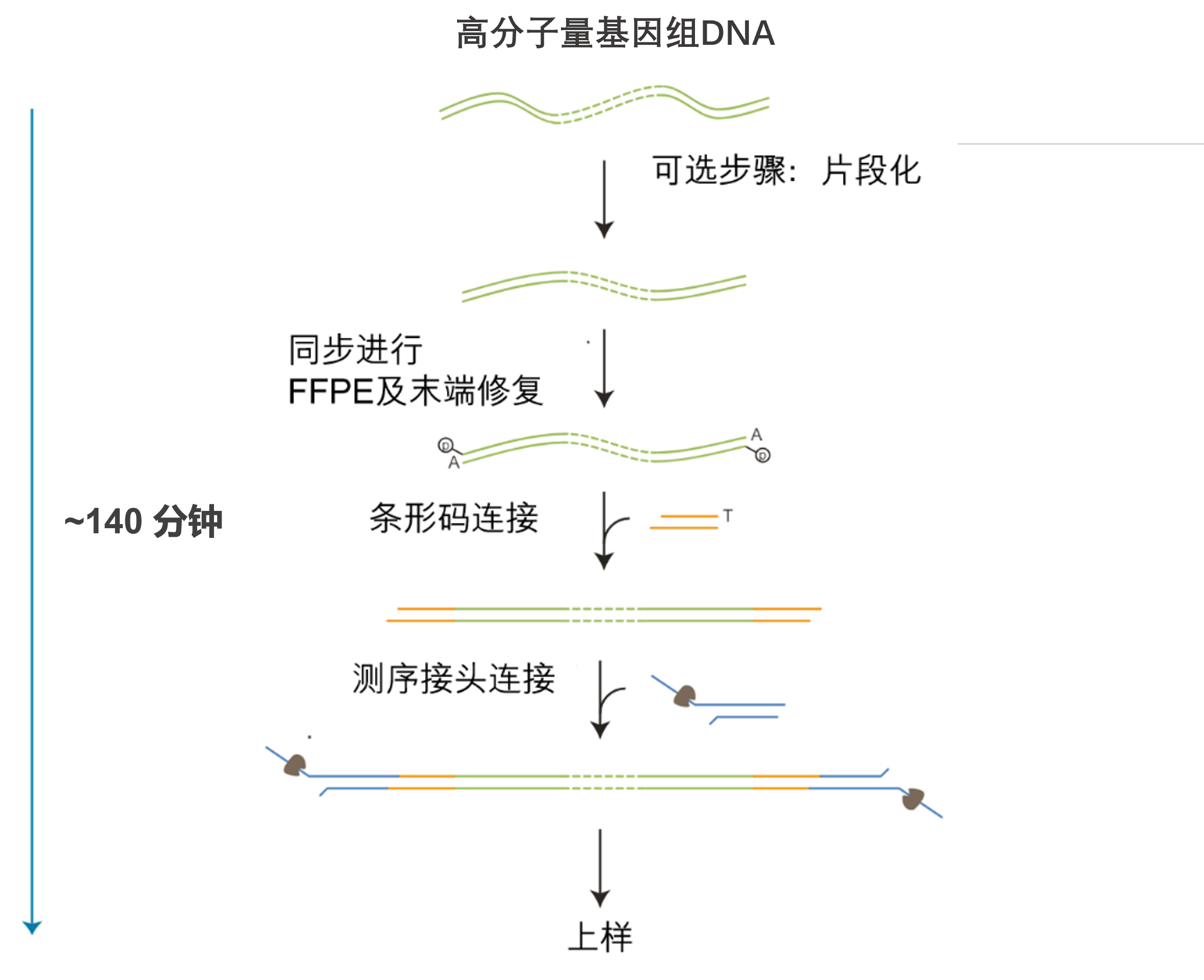 Chinese Native Barcoding Kit 24 (Q20+) Workflow