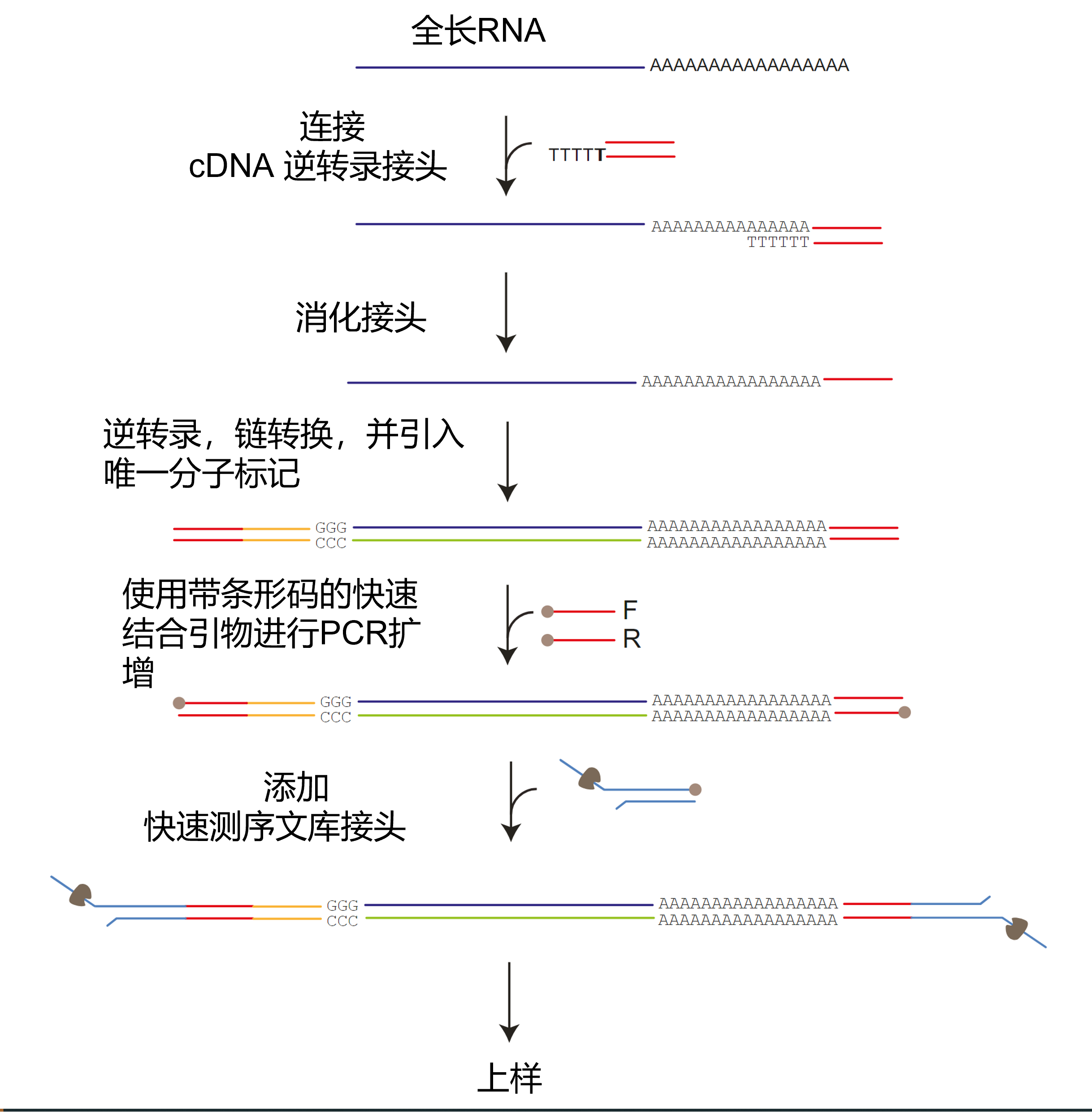 Chinese SQK-PCB11.24 Workflow