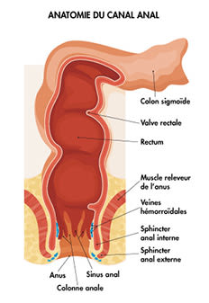 anatomie du canal anal