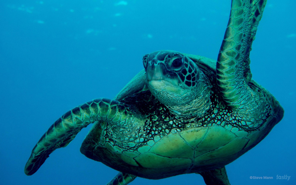 Original Crédit photo : Steve Mann (Fastlyan)