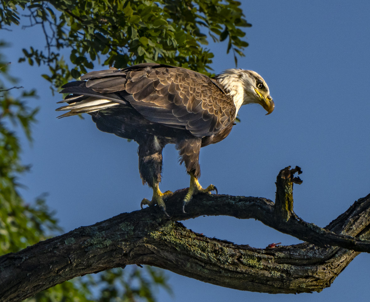 Bald eagle IHP (Steve Guttman NYC on Flickr)