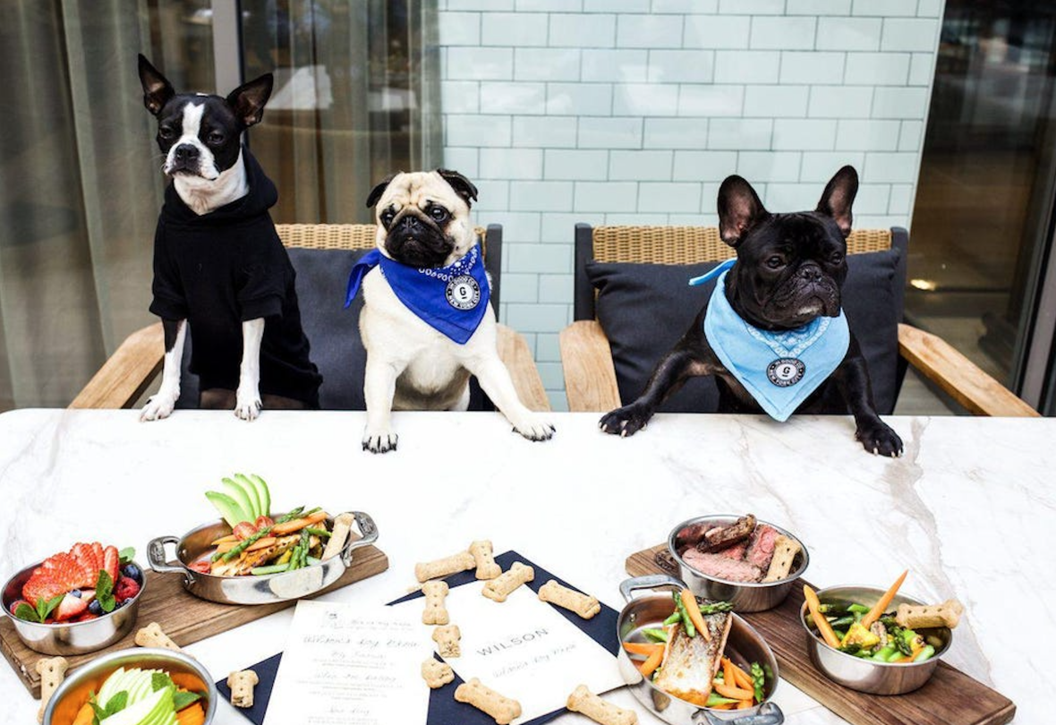 A Boston Terrier, Pug and French Bulldog sitting at a table at The Wilson NYC