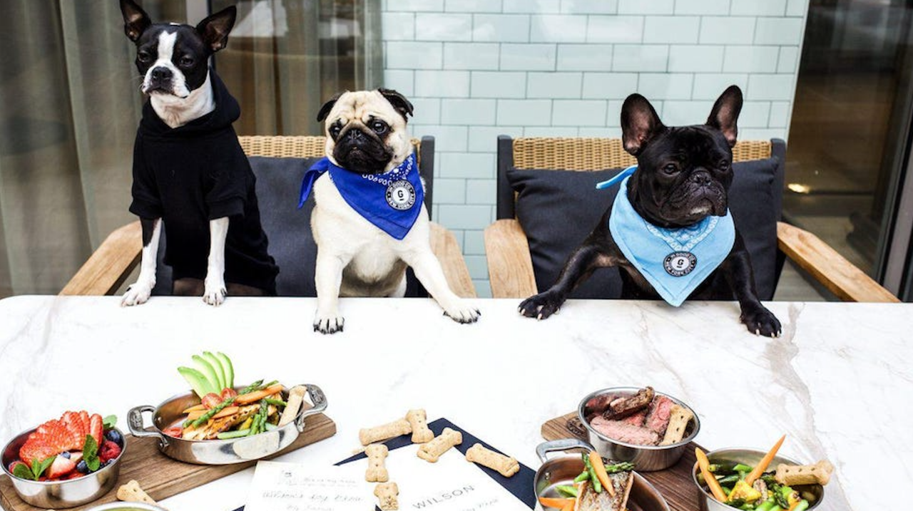 A Boston Terrier, Pug and French Bulldog sitting at a table at The Wilson NYC