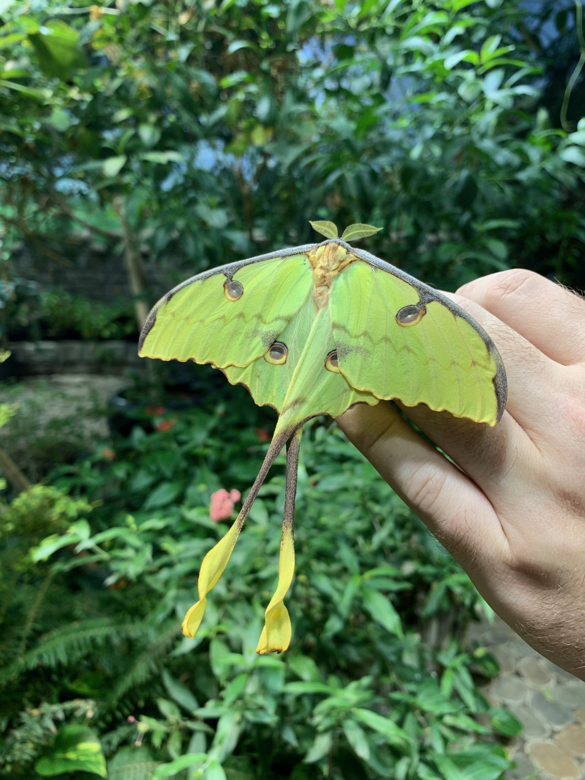 Hand outstretched with large green butterfly resting on it at the Long Island Aquarium