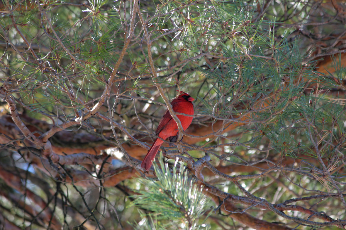 A Northern Cardinal perched on the branch of a conifer tree
