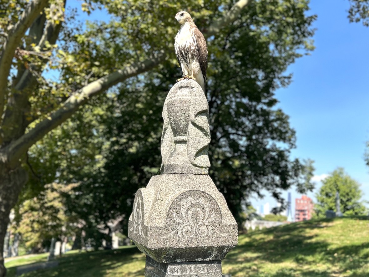 Red-tailed hawk closeup Green-Wood Cemetery