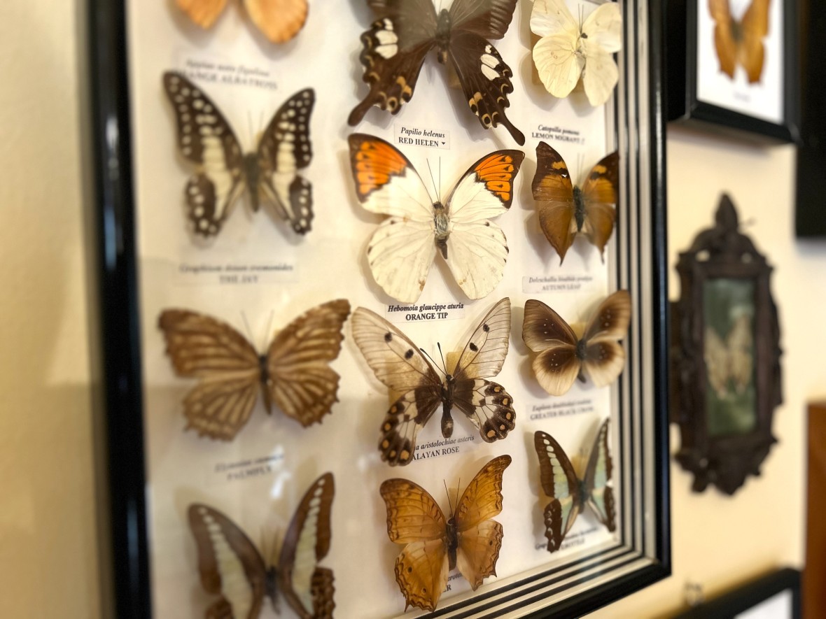 Curio room mounted butterflies