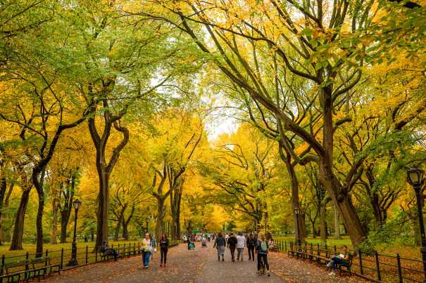 The Mall in Autumn