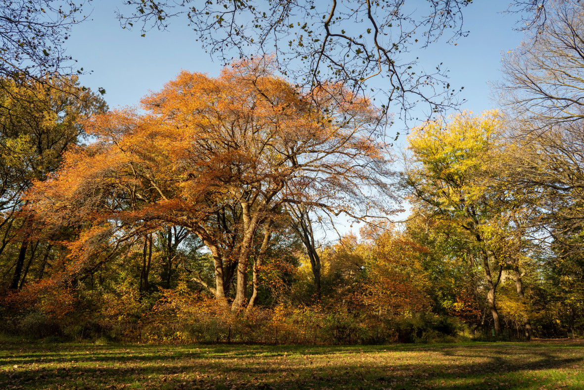 The Ramble in Autumn