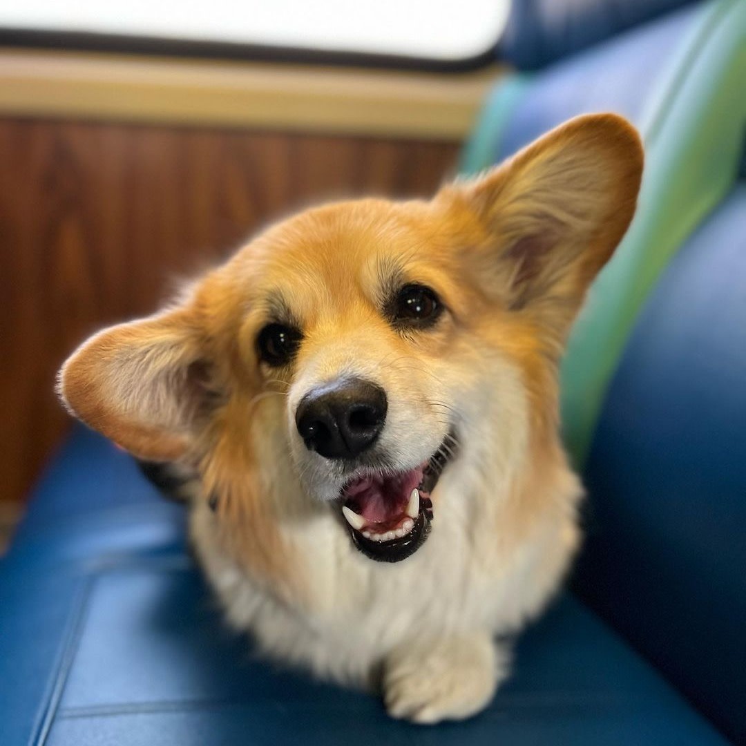 Orange and white 'smiling' corgi sitting on a blue and teal train seat