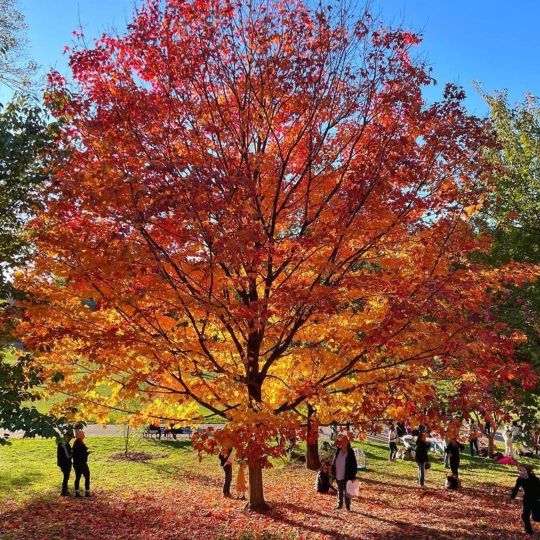 Maple tree in full fall colors