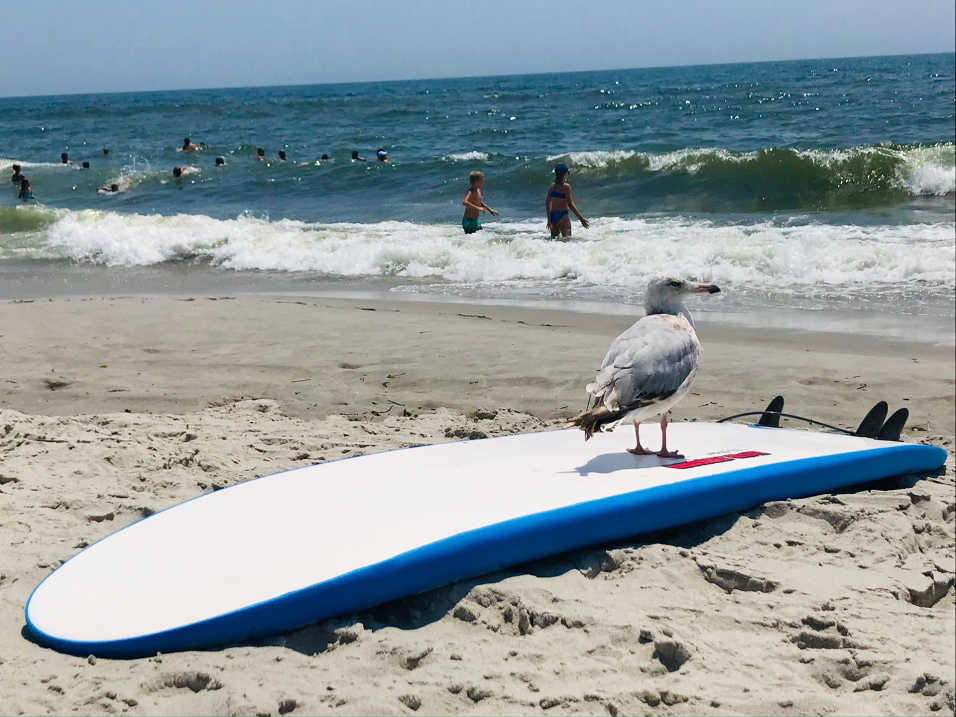 Seagull perched on surfboard looking out at ocean waves and people swimming