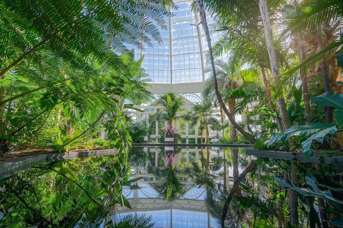 nybg-PalmsGallery-MCO-A9 02076-Edit-scaled