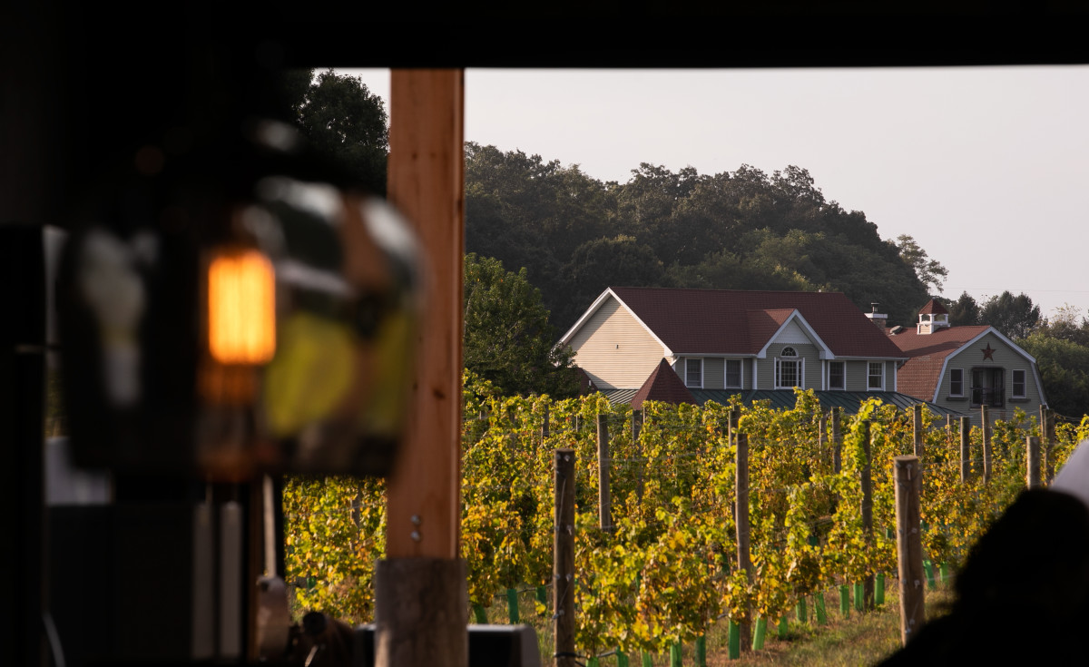 Sannino vineyard clearance